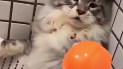 Funny Cat is Playin with Baloon
