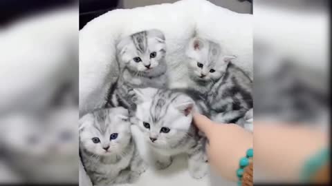 Cute Cat Video