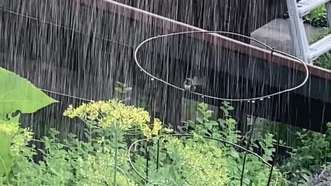 Joyful Hummingbird Takes Summer Shower