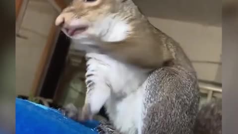 Amazing funny animal video