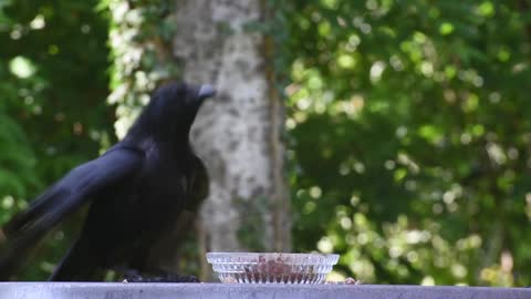 Crows or Corvus