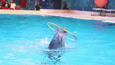 Cute dolphin stunt