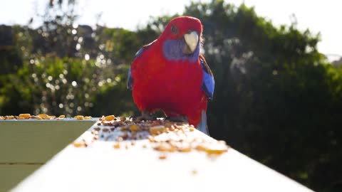 Cute bird eating...