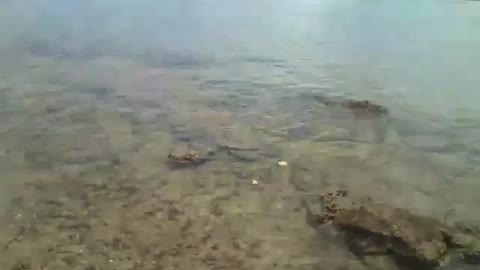 Filmando no raso em volta das pedras no mar, um lugar lindo! [Nature & Animals]