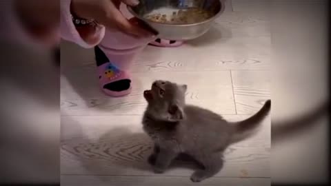 Baby cute cats and funny cat video#MFG fun