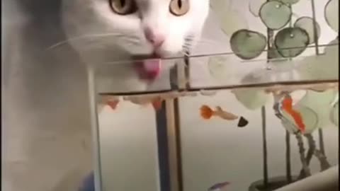 Thirsty cat hilariously drinks water from the fish bowl