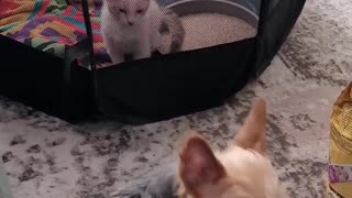 Yorkie is introduced to his new Kitten brother