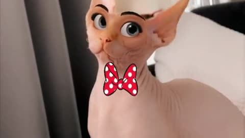 Sphynx cats