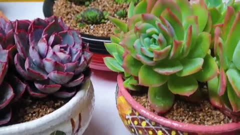 the most beautiful succulents