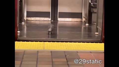 🐦 Funny | When a Pigeon Hops Aboard the Red Line at Alewife | FunFM