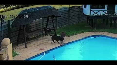 Hero Dog Saves small dog Drowning In Pool
