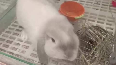 Lovely long eared rabbit, loves carrots