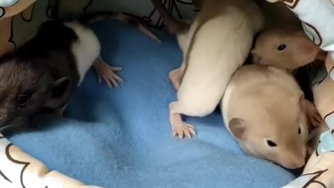 Cute and funny rats playing