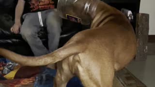 Doggo gets head stucco