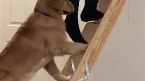 Funny golden retriever follows its owner everywhere