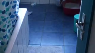 Cat loves my toilet water