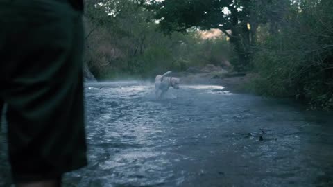 A dog in a river catches a ball