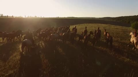 Group of running horses. Horseman and sunny sky