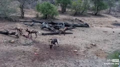 Pregnant Impala and Wild Dogs😮😯