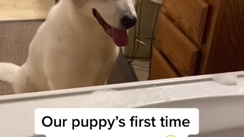 Cute Golden Retriever Puppy's Reaction with the First Time Seeing Bubbles!