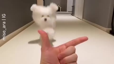 Cute Dog Plays