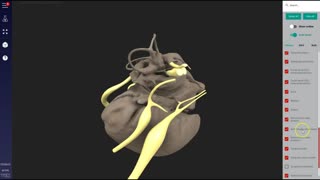 Canine middle & inner ear - 3D Veterinary Anatomy & Learning IVALA