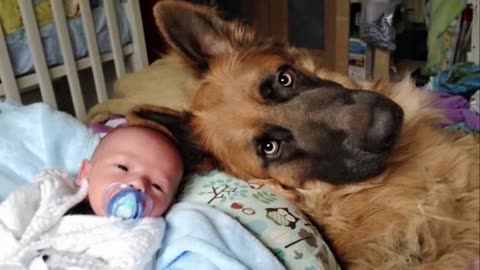 When your dog becomes a big brother Cute Moments