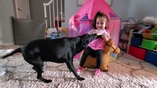 A battle as old as time: Toddler vs. Dog