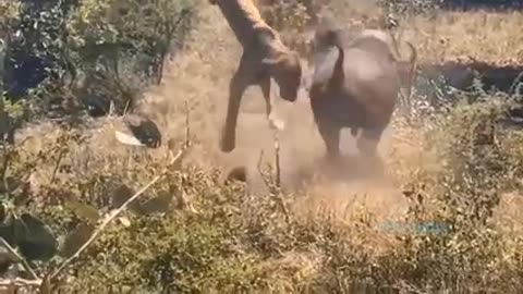 "Hippo Goes Wild and Takes Down Lion and Cars in Incredible Attack!"😱😱