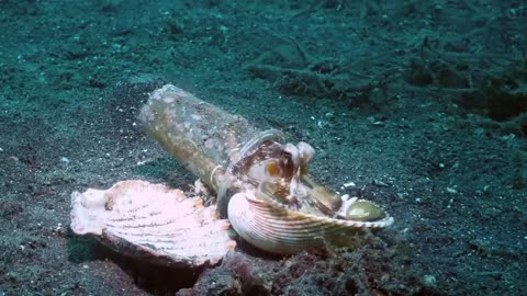 this tiny octopus get a new home