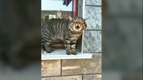 Best funny cat video 😅😅