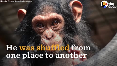 Chimp Rescue: Stolen From His Mom, Chimp Makes a New Friend | The Dodo