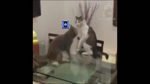 dog can be play with cat" WWE