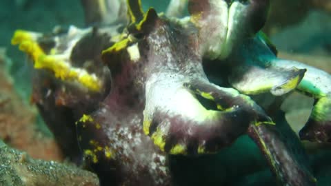 INDONESIA, Flamboyan Cuttle Fish in BUNAKEN