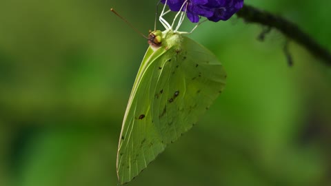 A green butterfly flying always from flower