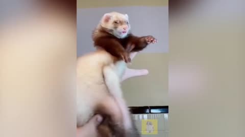 I love ferrets