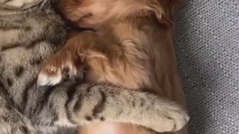 How Pretty cute puppy finds another pretty cute cat