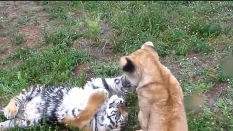Baby tiger fight with baby tiger