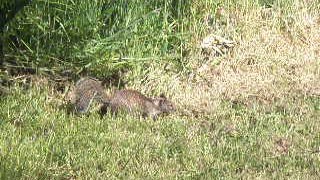 Oregon - Ecola State Park - Ground Squirrel
