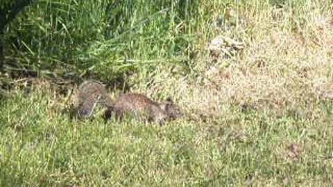 Oregon - Ecola State Park - Ground Squirrel