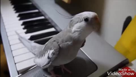 Cockatiel singing, unbelievable😲