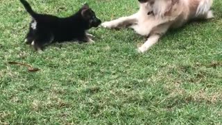 German shepherd and labrador play with black puppy on grass