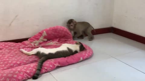 Nauty monkey and cat