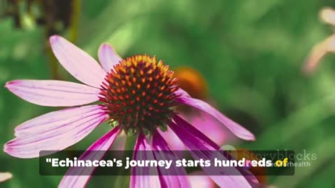 Echinacea: The Immune System's Natural Powerhouse