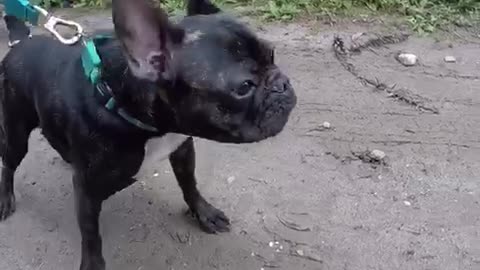 Adorable French Bulldog's Bark Sounds Very Silly