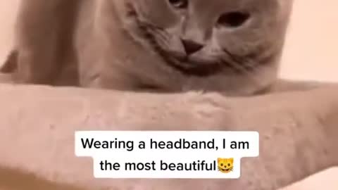 Cat and headband