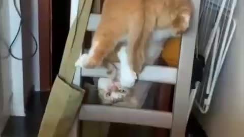 Funny cat do this exercise dialy