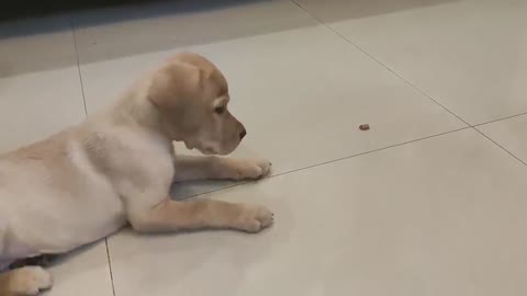 Labrador puppy traning