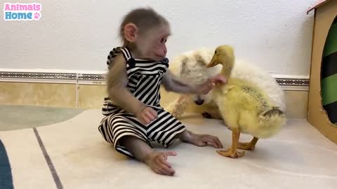 BiBi protects the duckling princess from Amee