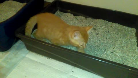 Kitten Pretends To Use The Litter Box.